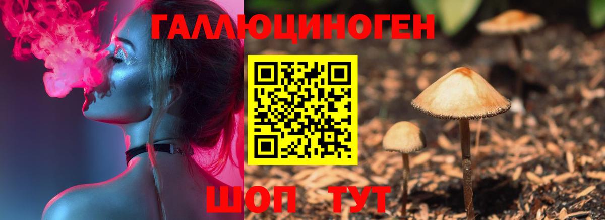 Псилоцибиновые грибы Psilocybine cubensis Бердск